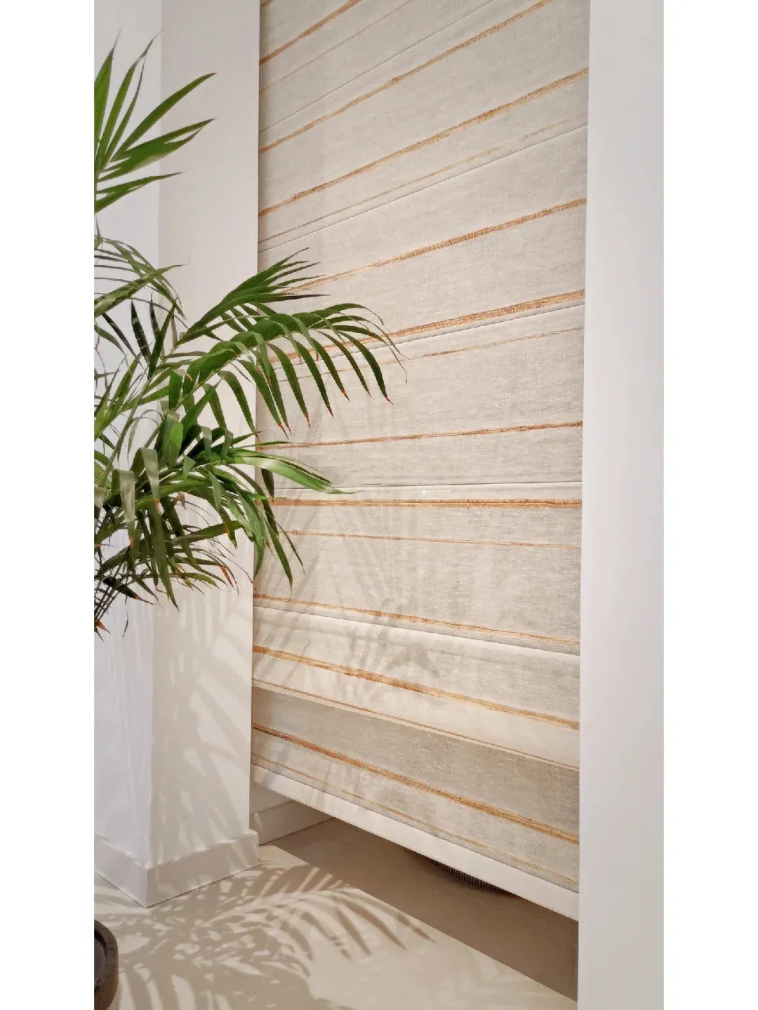 Indoor green palm plant casting shadow on white wall and sheer beige window curtain with gold stripes
